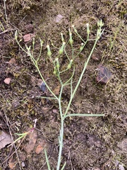 Senecio phelleus