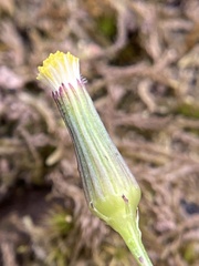 Senecio phelleus