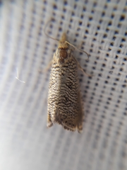 Dichrorampha chloantha