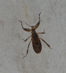 Cimicomorpha