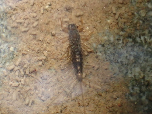 iNaturalist observation photo of Mayflies