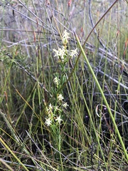 Symphionema paludosum