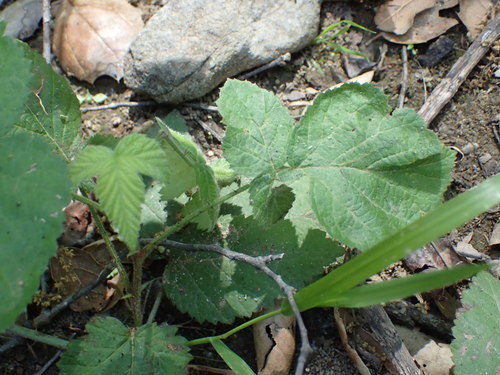 iNaturalist observation photo of trailing blackberry