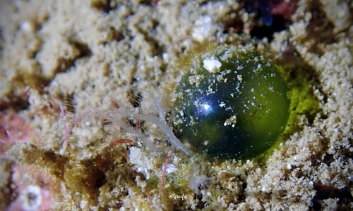 Valonia ventricosa observed 2021-10-13