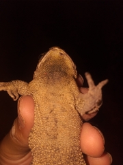 Rhinella dorbignyi