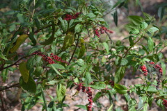 Deeringia amaranthoides