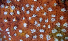 Cycloseris explanulata