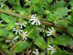 Scaevola hookeri