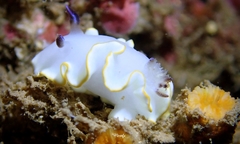 Ardeadoris scottjohnsoni