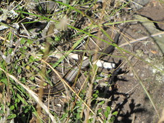 Oligosoma inconspicuum