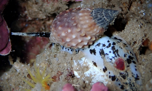 Nassarius papillosus observed 2021-10-13