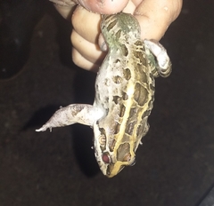 Leptodactylus macrosternum