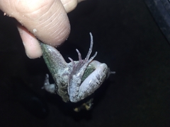 Leptodactylus macrosternum