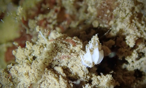 Epitonium replicatum, 2021-10-13
