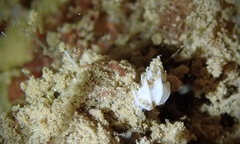 Epitonium replicatum