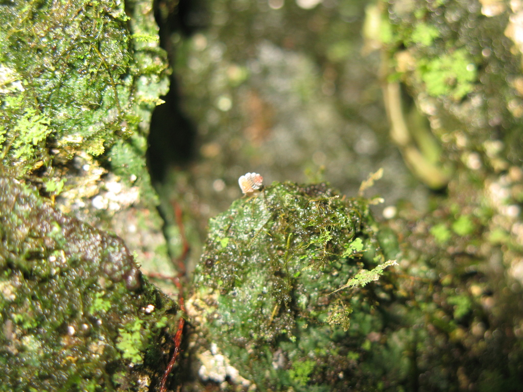 Plectostoma mengaburense