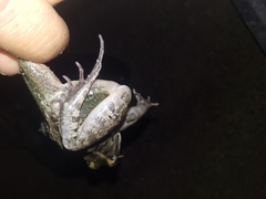Leptodactylus macrosternum