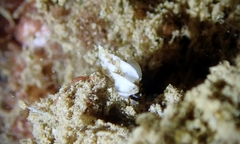 Epitonium replicatum