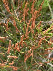 Allocasuarina misera