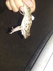 Leptodactylus macrosternum