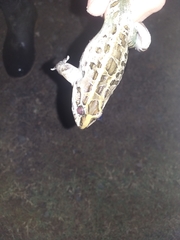 Leptodactylus macrosternum