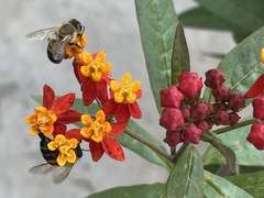 Apis mellifera
