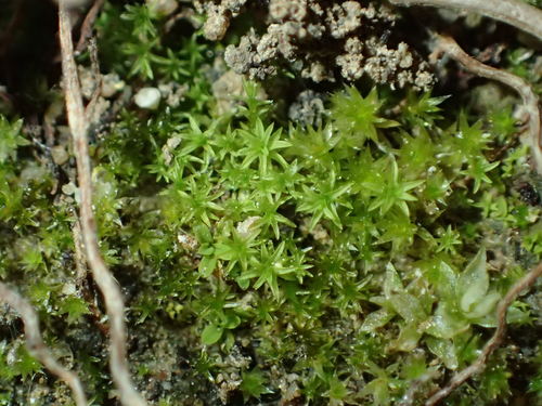 iNaturalist observation photo of Joint-toothed Mosses