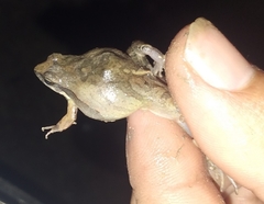 Physalaemus albonotatus