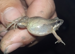 Physalaemus albonotatus