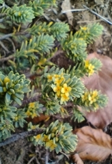 Thymelaea tinctoria nivalis