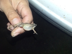 Physalaemus albonotatus