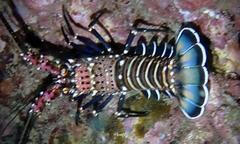 Panulirus marginatus