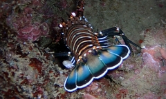 Panulirus marginatus