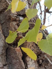Populus deltoides