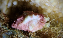 Vexillum cancellarioides