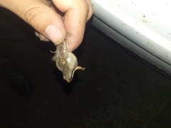 Physalaemus albonotatus