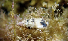 Cerithium egenum