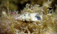 Cerithium egenum