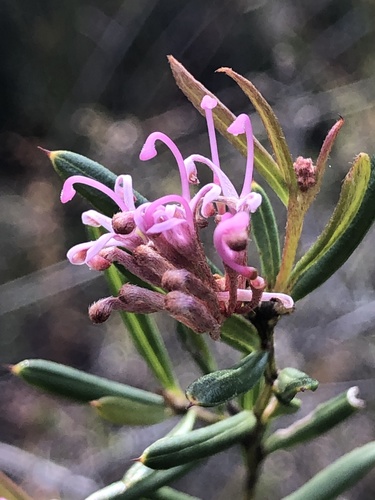 Grevillea patulifolia Gand.
