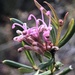 Swamp Grevillea - Photo (c) polyscias099, some rights reserved (CC BY-NC)