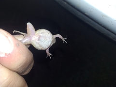 Physalaemus albonotatus