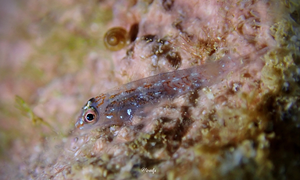 Finger Coral Ghostgoby