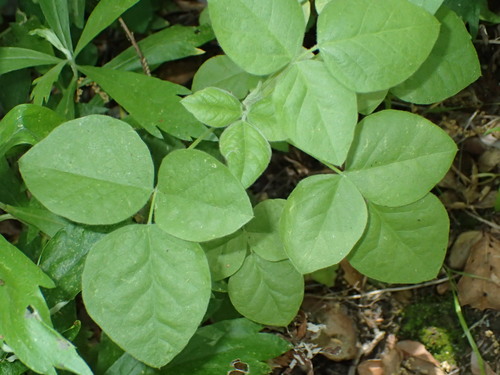 iNaturalist observation photo of forest scurfpea