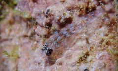 Pleurosicya larsonae