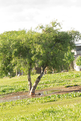 Sapium haematospermum