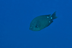 Chromis verater