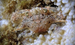 Incultus tuberculosus