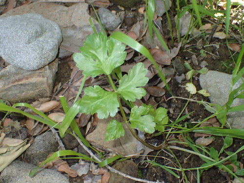 iNaturalist observation photo of carrot family