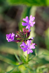 Glandularia aristigera