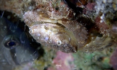 Pilodius areolatus